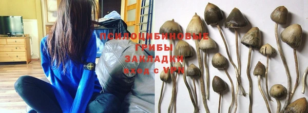 прущие грибы Покачи